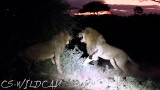 New Young Skorro Male Lion Challenges BB boy for the Remains of his Kill Ep 137