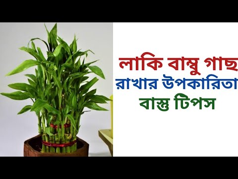 লাকি বাম্বু গাছ রাখার উপকারিতা বাস্তু টিপস | Lucky Bamboo Vastu | Lucky Bamboo Benefits | Bastu