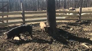 Checking up on the pigs