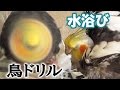 オカメインコの水浴び所により鳥ドリル
