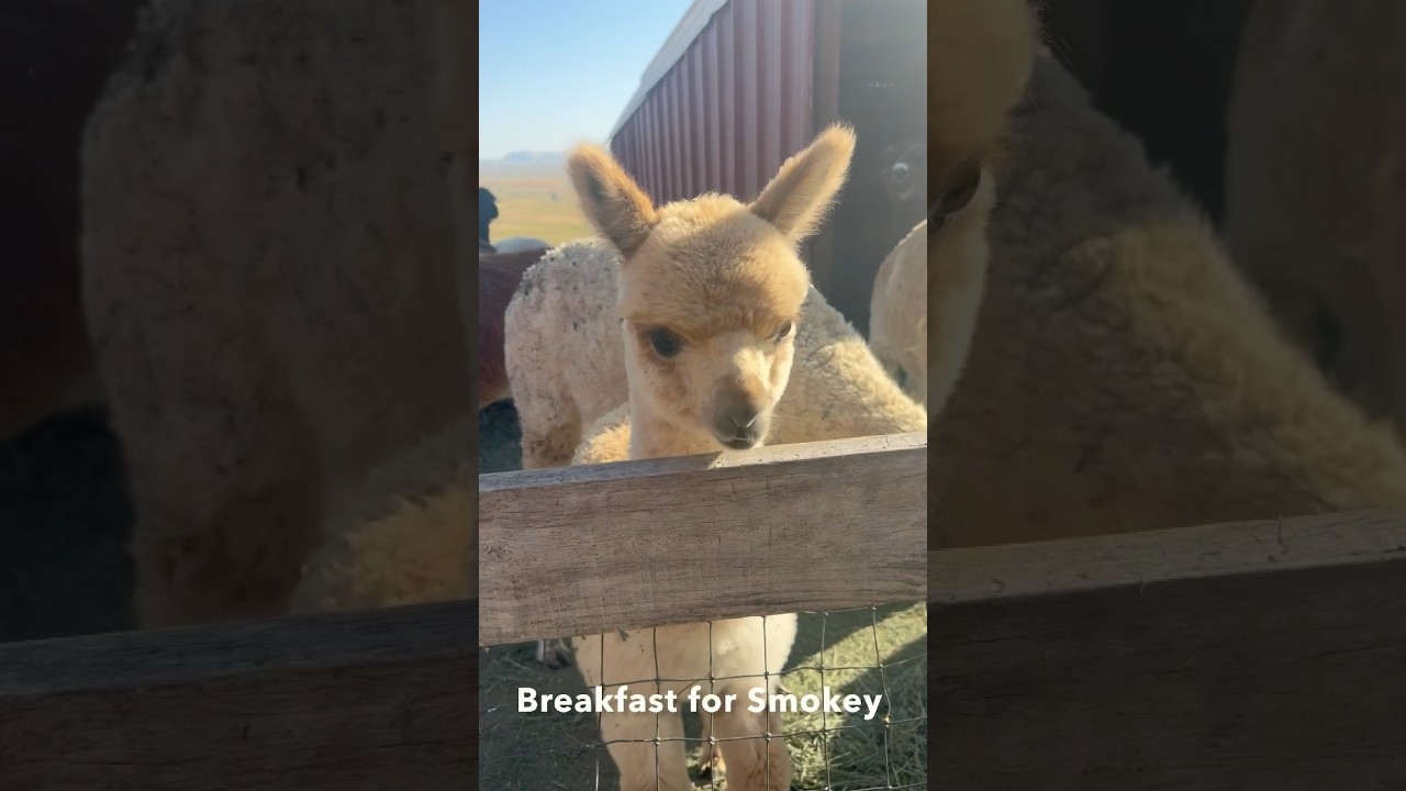 Baby Alpaca Eats Breakfast