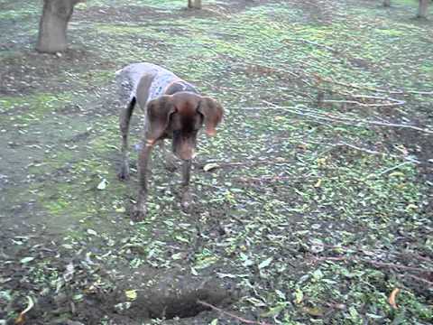 German Short Haired Pointer "Cody"