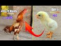 Aseel murga yellow growth from day 1 to 600 days  development of aseel chick to adulthood
