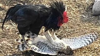 This Hawk Didn't Know That The Rooster Was A Fighter, What Happens Next? by ANIMALBIOLOGIE 3,460 views 5 months ago 2 minutes, 19 seconds