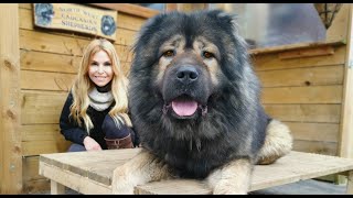 DOG KILLERS! - TOP 5 WORLD'S DEADLIEST DOGS - Caucasian Ovcharka, Kangal, Malinois, Rottweiler....
