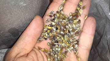 Buckwheat Color Sorting in Poland