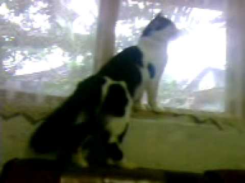 Kucing pintar bisa pijat (bohis) - YouTube