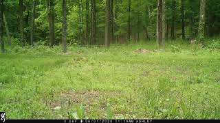 Gray Squirrels chasing each other