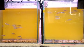 Probiotic modulation of the microbiota-gut-brain axis and behaviour in zebrafish