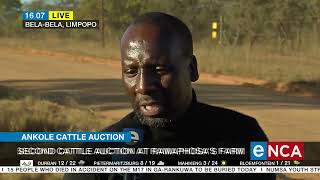 Ramaphosa's Phala Phala farm hosts lucrative auction