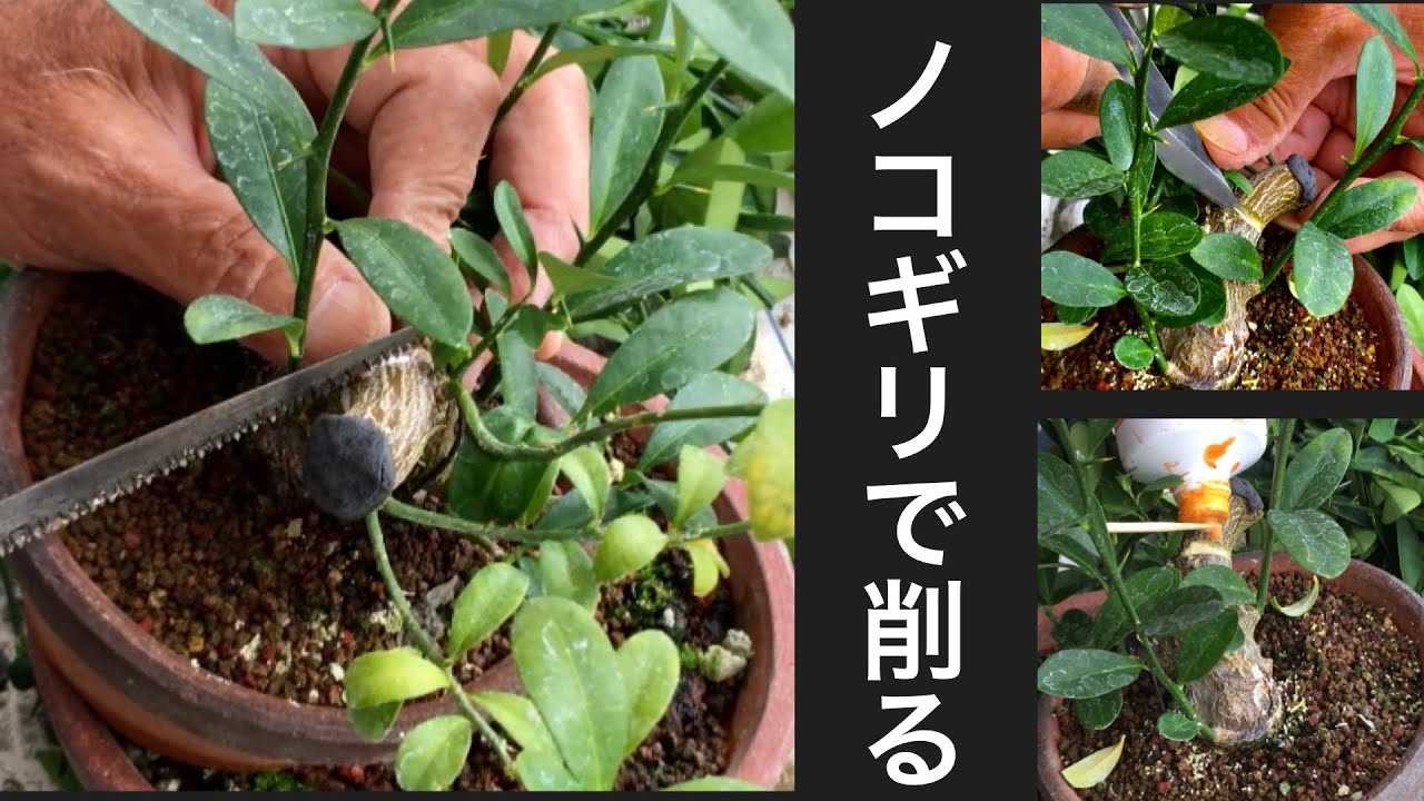 Увеличьте количество ветвей, сделав прививки маваси. Бонсай из золотой фасоли, производитель