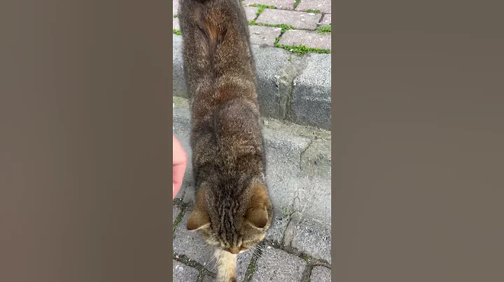 Watch the video about Beautiful British cat I came across on the street #shorts #catshorts #kitten #cats #cat #catlover