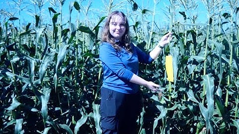 Corn IPM: Corn Rootworm Trapping