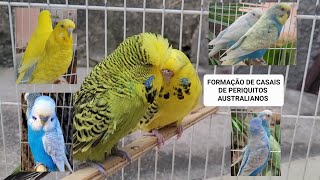 Formação dos casais de periquitos by Carlos Augusto criações 943 views 12 days ago 19 minutes