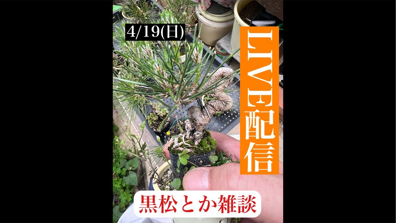 628 Black pine and other random chatter. - YouTube