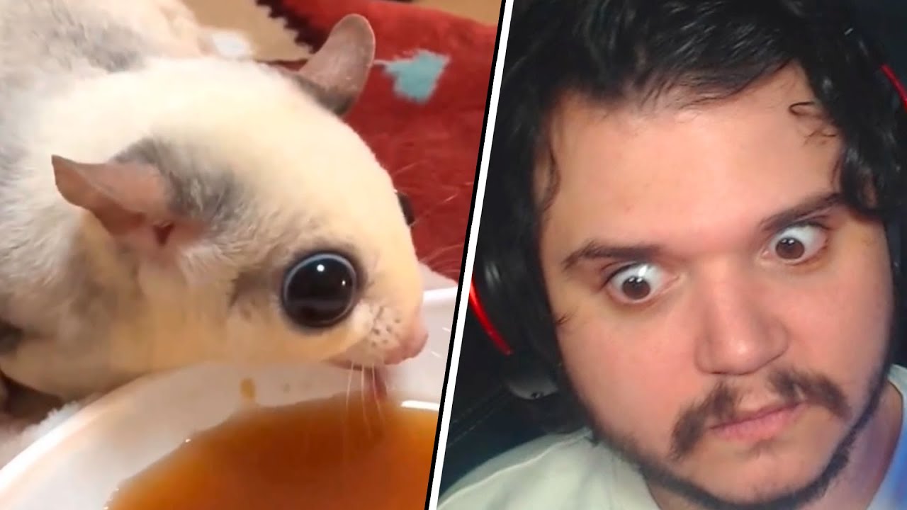 O que ele quer tanto enxergar? - Memes do discord