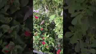 Hummingbird playing in the water in my garden.