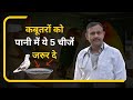      5     pigeon water care tips  dr nagender yadav