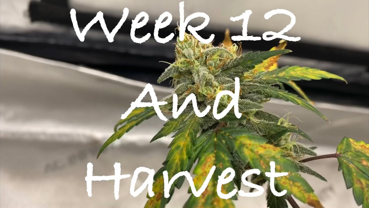 Growing autoflowering cannabis with Grow Dots! Week 12ish and Harvest