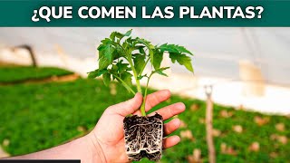 ¿Quieres saber qué comen realmente las plantas?