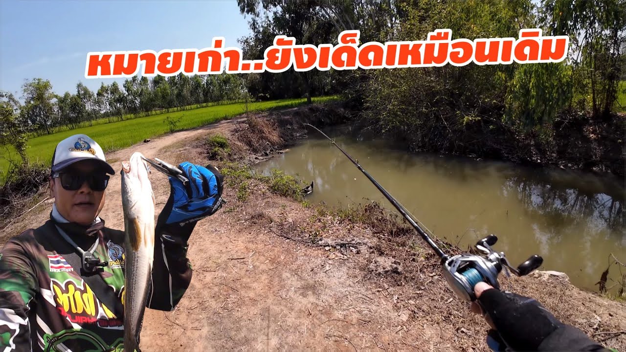 หมายเก่ายังเก๋าอยู่ เด็ดเหมือนเดิม.. เหยื่อหนูยางแคระ