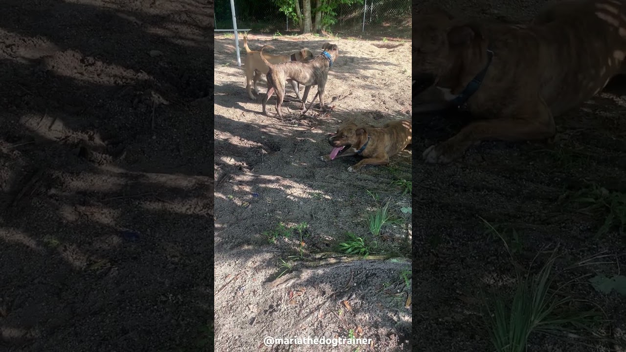 Bram, Hog, & Antoine #mariathedogtrainer