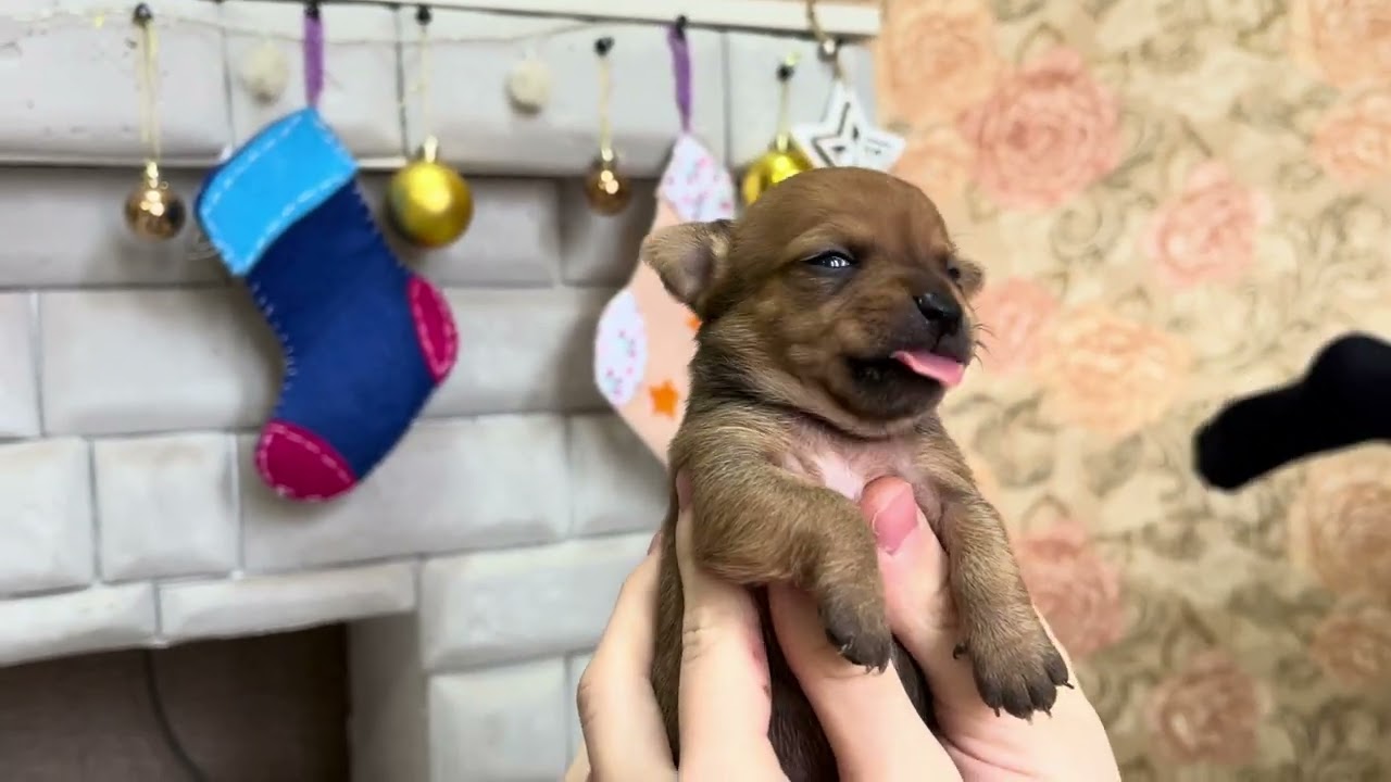 Наши щенки чихуахуа открыли глазки 