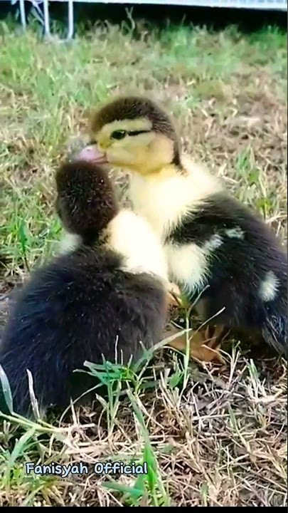 Lucu Suara Anak Bebek unik #duck #shorts #duckfarming #animals