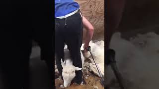 Shearing Isn’t Cruel It’s Kind #Youtubeshorts #Farming ##Wool