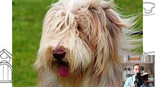 Bearded Collie. Pros and Cons, Price, How to choose, Facts, Care, History