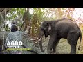 JUNGLE ADVENTURE: Getting Elephant Out of Jungle for Medicine Treatment! | Episode 11