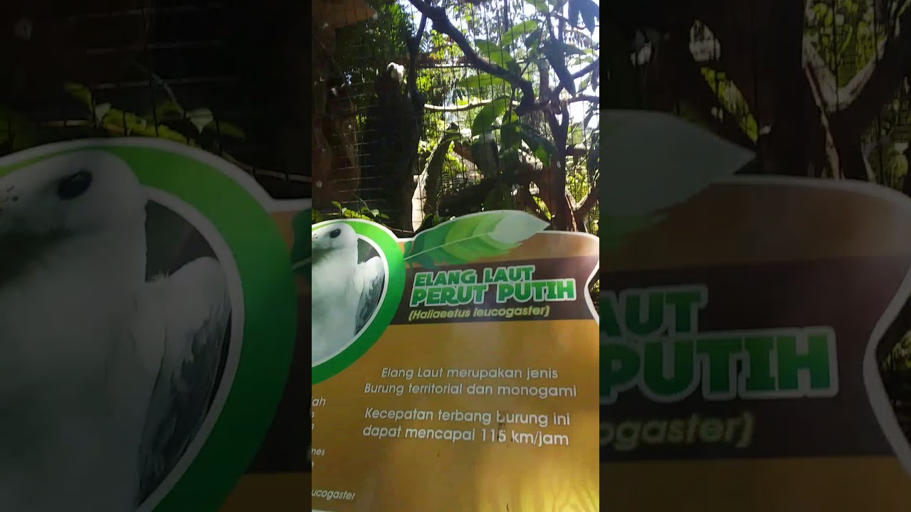 Zaki Di Taman Safari Prigen Zaki Di Hutan Burung Zaki Lihat Elang