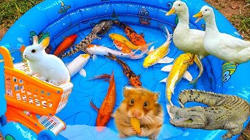 Thỏ Vlog Tìm Cá Dưới Thác Nước, Tìm Được Cá Sấu, Vịt Mẹ, Rùa Brazil, Chuột Con - Phần 8