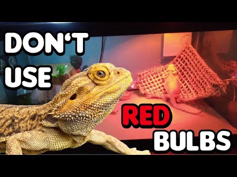 Wideo: Kiedy używać czerwonego światła dla brodatego smoka?