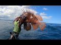 is This The Most Venomous Fish? | Swimming With Wild Dolphins