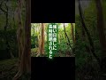 【西側に植えてはいけない木】見た目だけで選ぶと、葉焼けや幹傷みで、数年後に差が出ます。