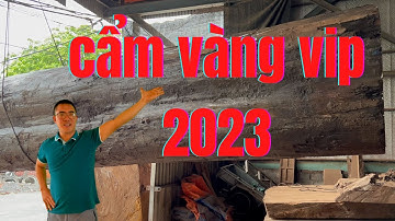 Gỗ Cẩm Vàng Có Phải Là Tốt Nhất Thị Trường Hiện Nay Không? Nguyễn Văn Cương