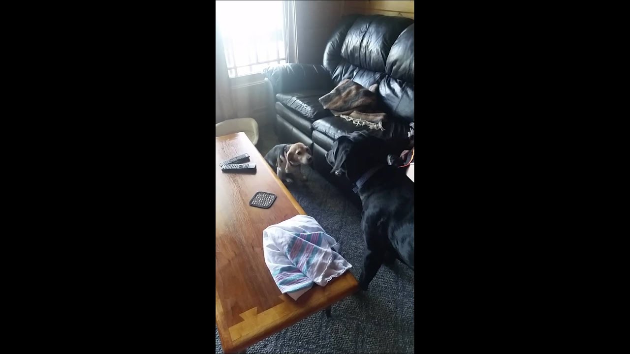 Dog territory marking