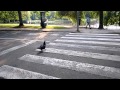 pato donal´d cruzando paso de cebra