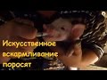 Искусственное кормление поросят: как и что давать?