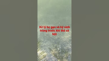 Xử lý triệt để bọ gạo và ký sinh trùng trên ao trước khi thả cá bột