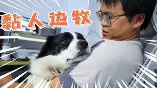 养狗日常丨养一只黏人的边牧是什么体验？【阿尔法是只边牧】