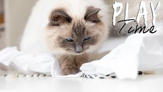 Daily VLOG, simple toys and improving our catproofed balcony| Ragdolls Pixie and Bluebell