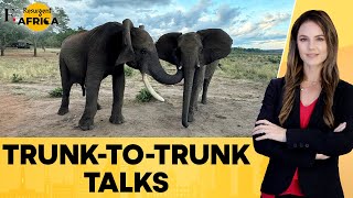 Zimbabwe: Studies Show How Elephants Greet Each Other With Over 20 Gestures | Firstpost Africa