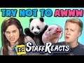 TRY NOT TO AWWW CHALLENGE #4 (ft. FBE Staff)