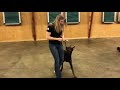 Super Doberman Super Doberman