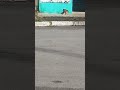 adote um cãozinho tire eles da rua hashtag viral hashtag