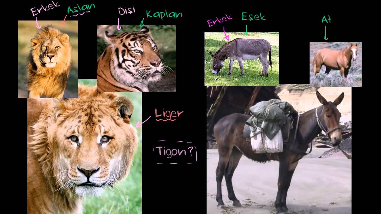 Türler (Biyoloji / Yaşam Ağacı)