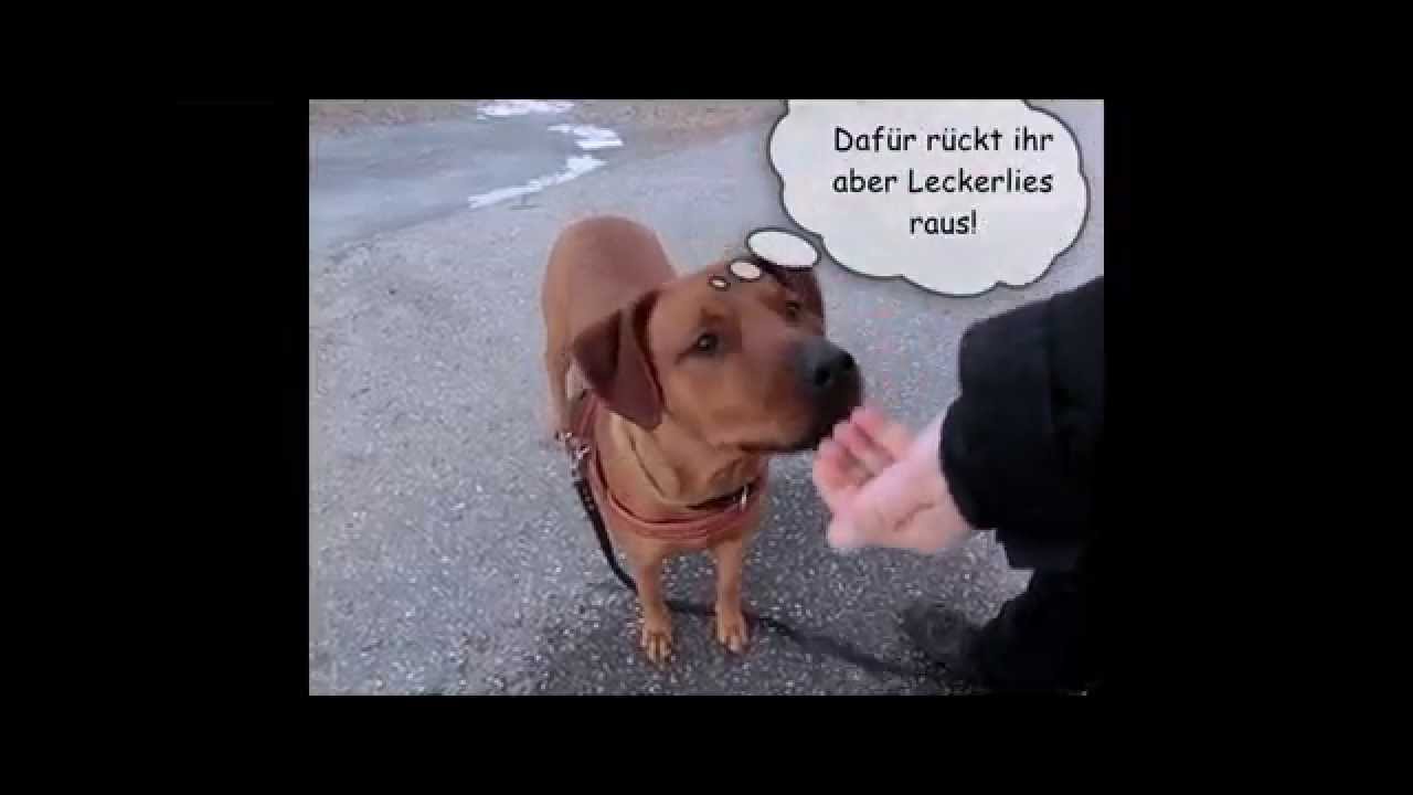 Download Alterssturheit For iPhone Alterssturheit