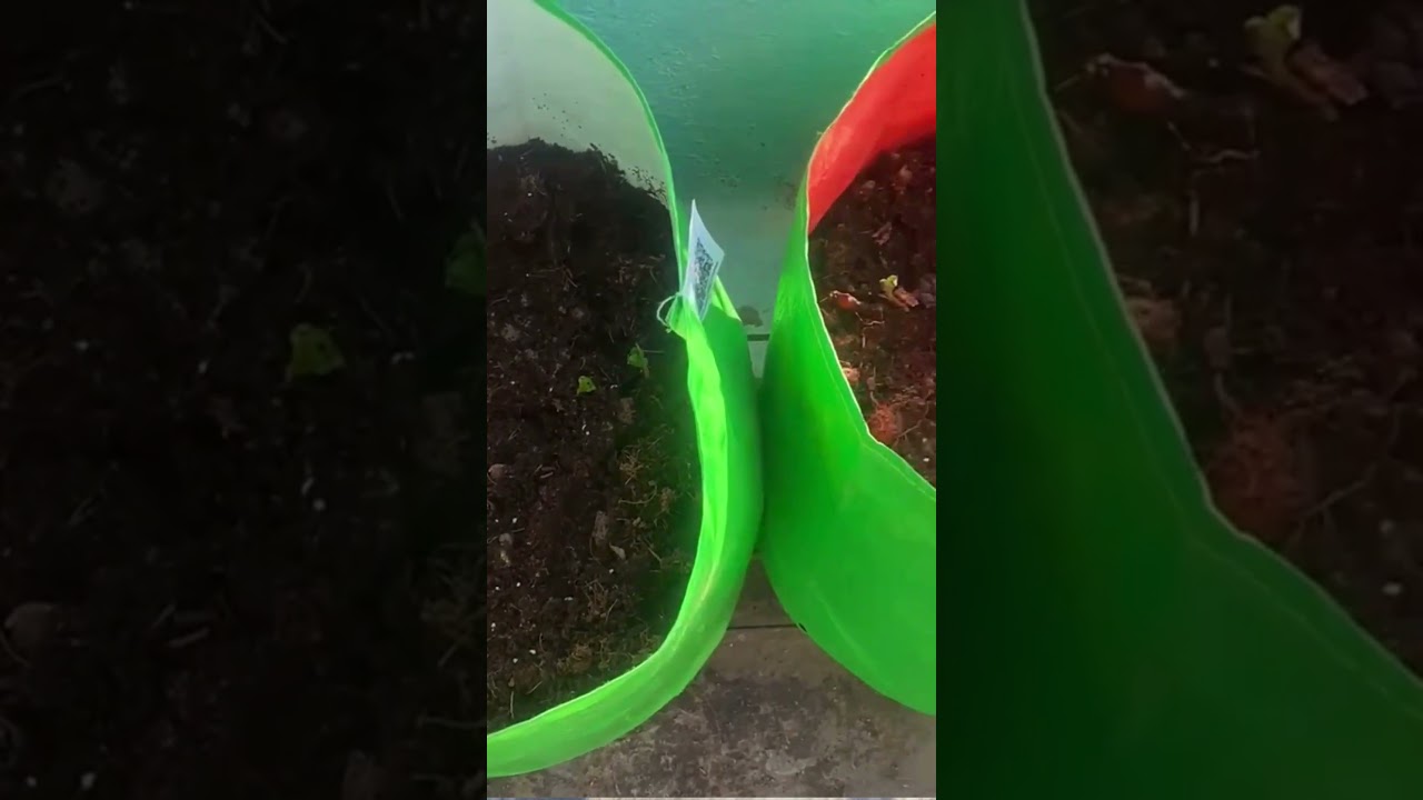 Planting Peas & Onion Together in Grow Bags | Winter Vegetable Gardening at Home